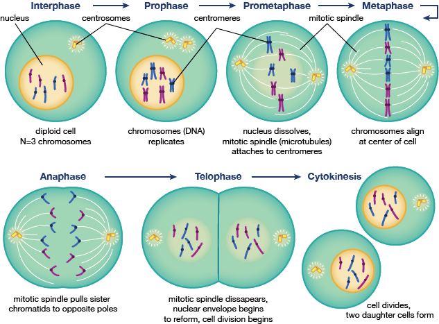 Mitosis And The Cell Cycle